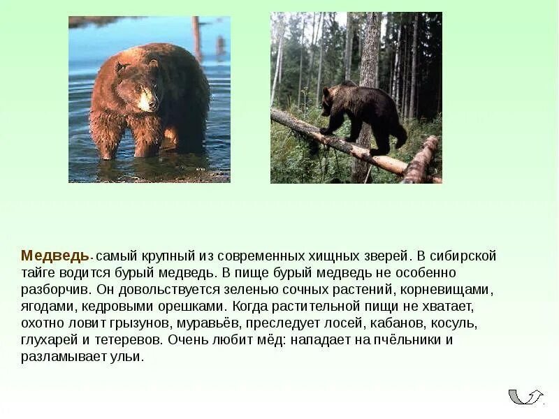 Какую среду освоил медведь. Бурый медведь обитает в тайге. Бурый медведь сообщение. Бурый медведь доклад. Бурый медведь описание.