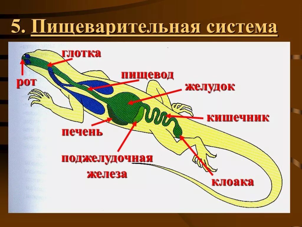 Строение пресмыкающихся или рептилий. Строение класса пресмыкающихся пищеварительная система. Строение пищеварительной системы рептилий. Пресмыкающиеся строение пищеварительной системы. Схема строения пищеварительной системы пресмыкающихся.