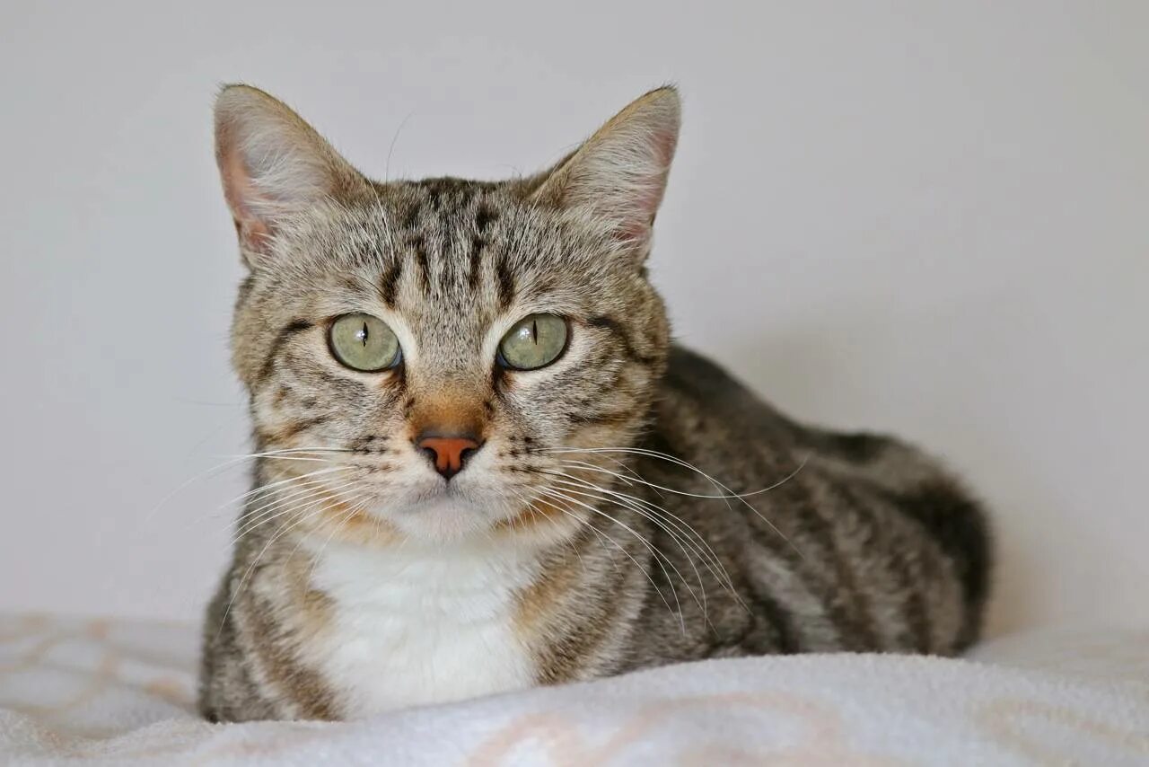 What is a Mackerel Tabby Cat? Five Things You Didn't Know Tabby cat, Tabby kitte