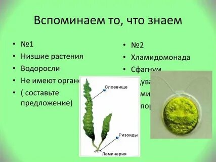Сравните строение низших и высших