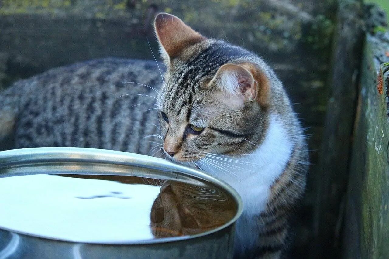 Кошка пьет. Кот лакает воду. Котик пьет воду. Питье для кошек. Сколько воды выпивает кошка