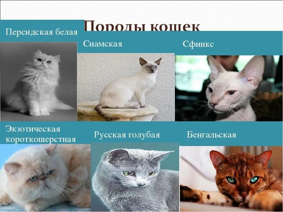 Названия пород домашних кошек. Породы кошек с названиями. Информация о разных пород кошек. Проект породы кошек. Кошки разные названия.