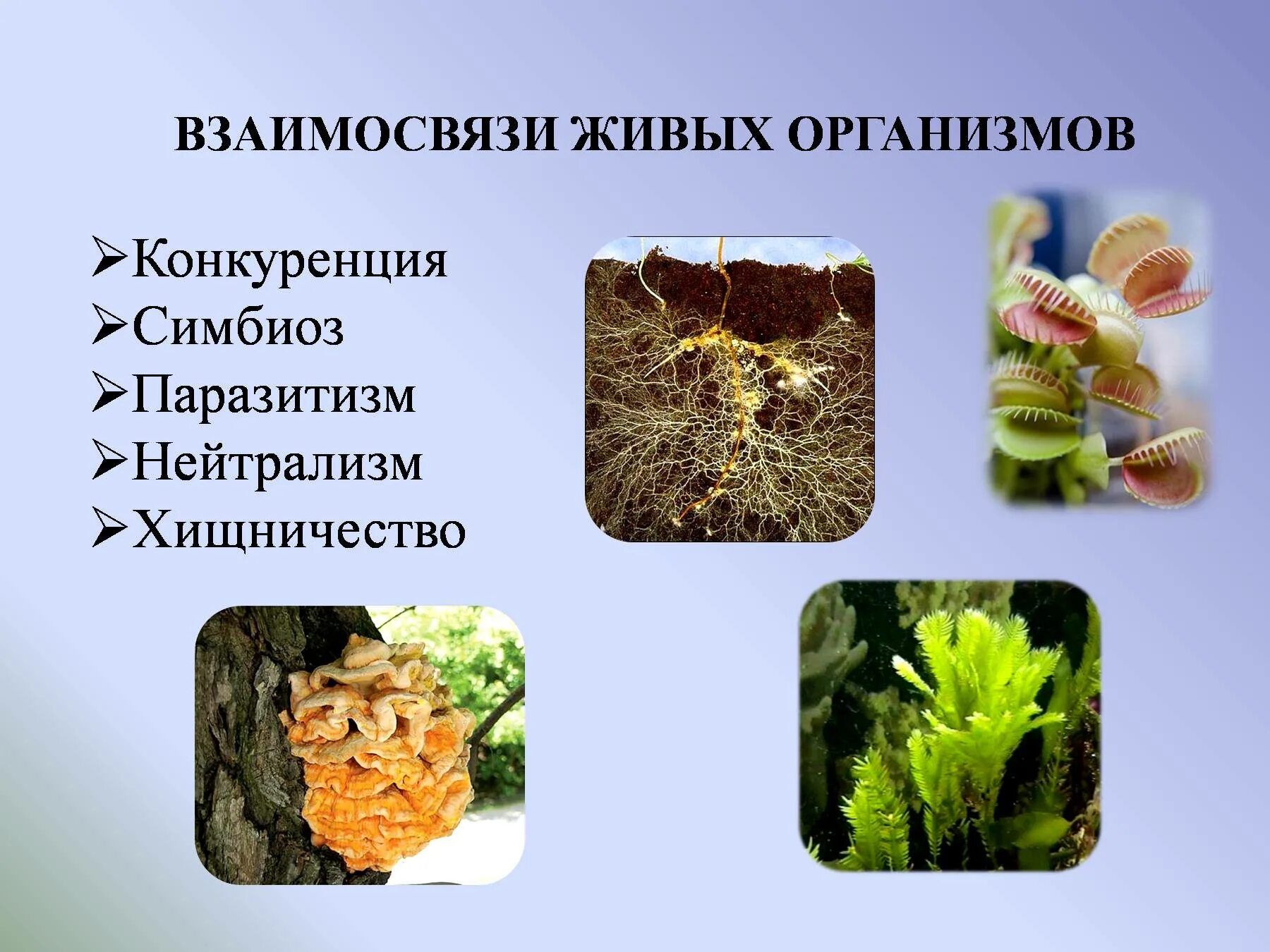 Соотношение растительных и животных белков в рационе. Соотношение животного и растительного жира в рационе. Соотношение растительных и животных жиров в рационе питания человека. Соотношение животного и растительного жира в рационе. Соотношение растительных и животных жиров.