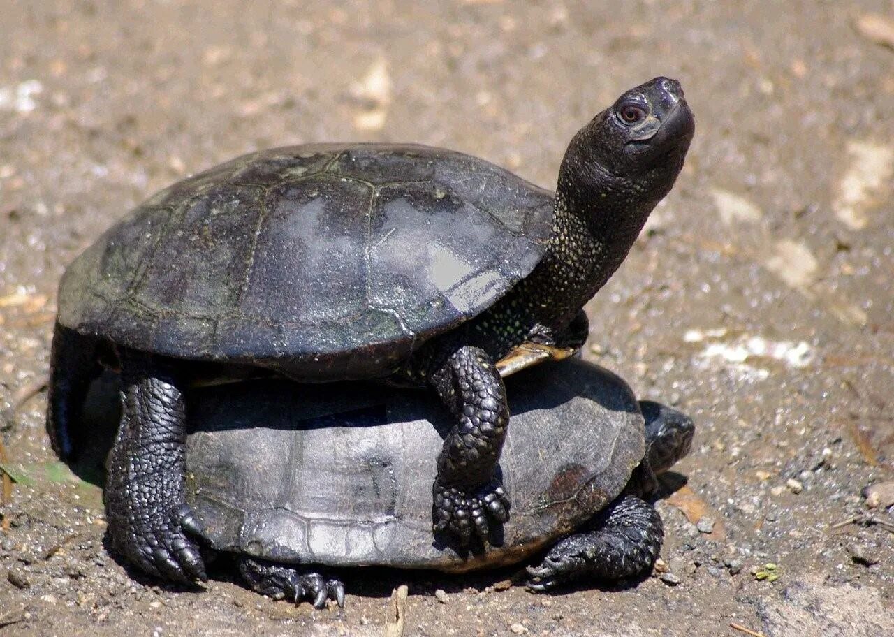Посмотрим черепахи. Карликовая Болотная черепаха. Шлемоносная черепаха. Siebenrockiella crassicollis. Черная сухопутная черепаха.