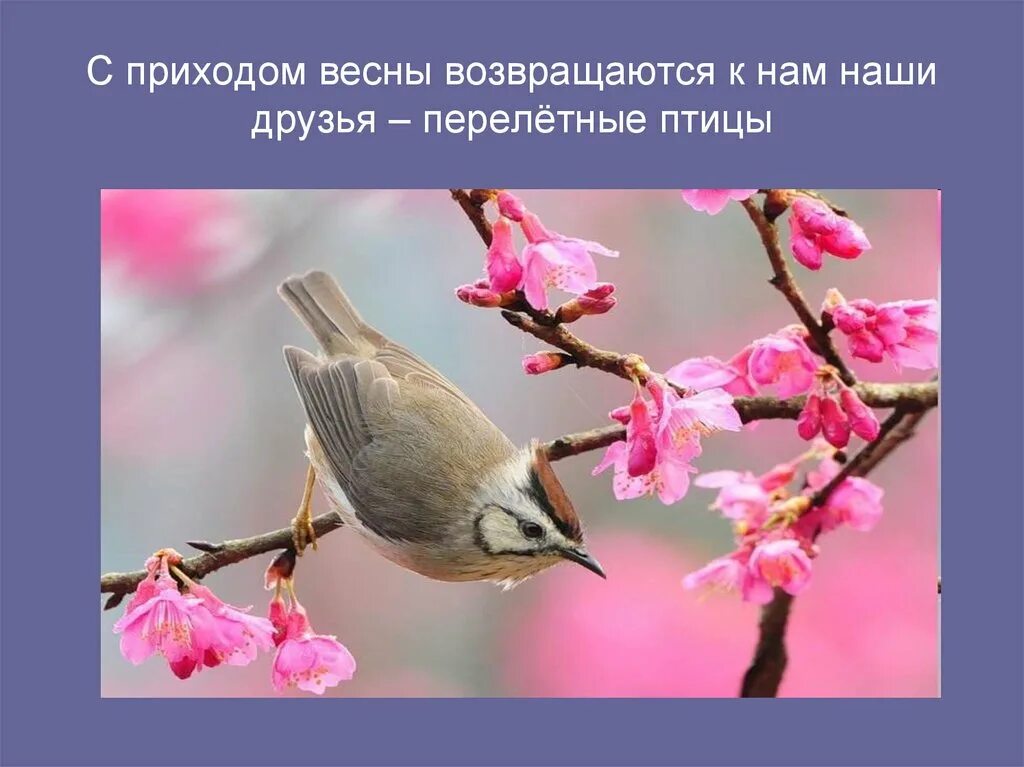 Приход весны птицы. Наши друзья перелетные птицы. Птицы возвращаются весной. Возвращаются птицы песни