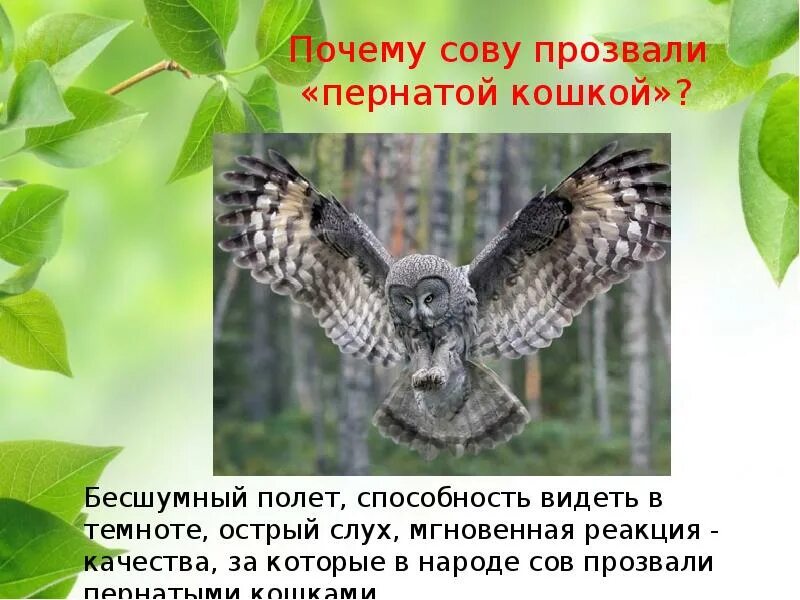 Почему пищит сова. Пернатая кошка. пернатая кошка сова. почему сову называют пернатой кошкой. какую птицу называют пернатой кошкой.