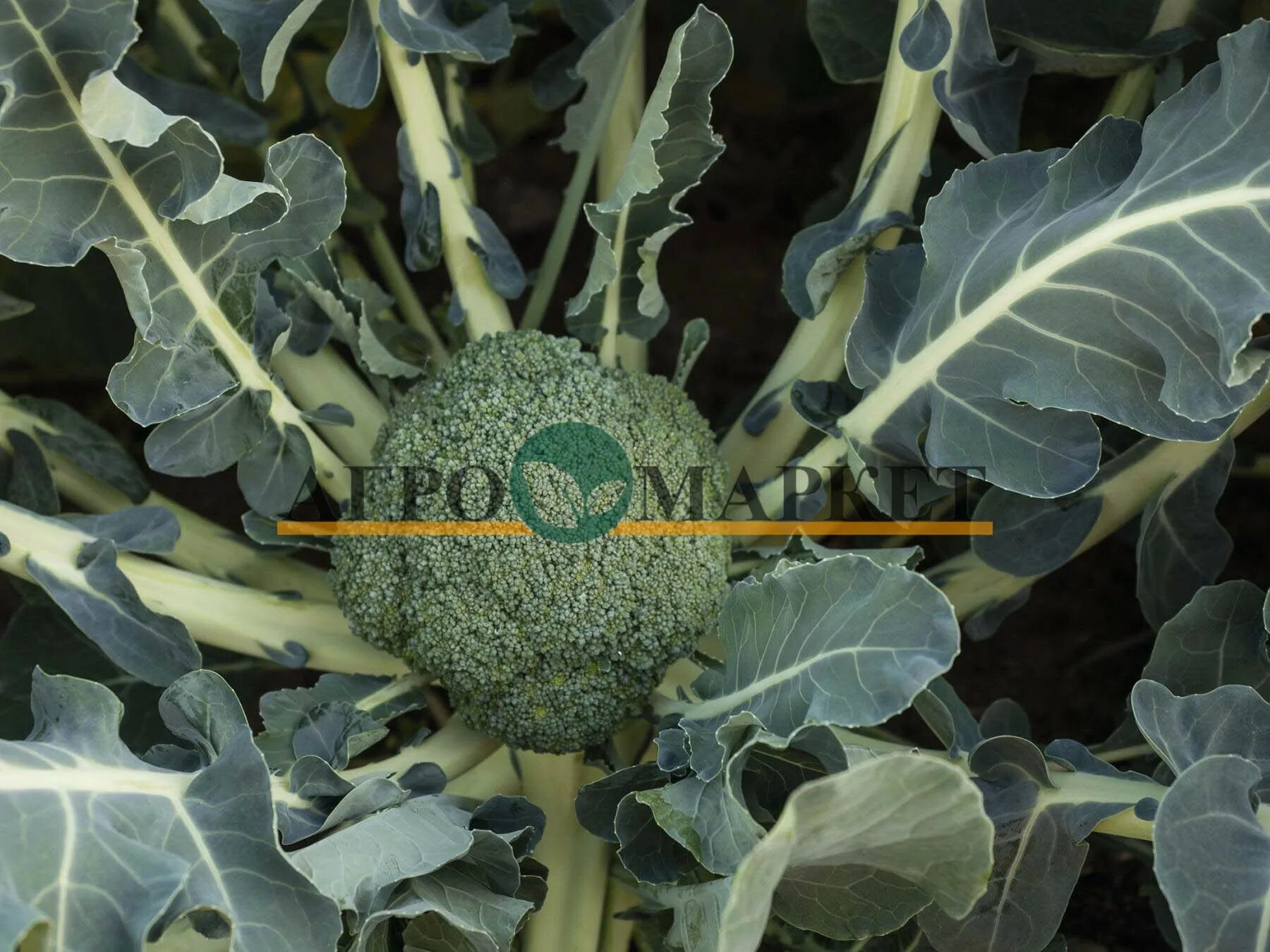 How to Grow Broccoli Plants Planting and Care Growing broccoli, Broccoli plant, 