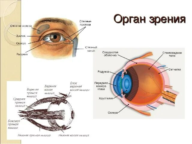 Орган зрения тест 8 класс биология. Биология 8 класс орган зрения и зрительный анализатор. Строение глаза и зрительный анализатор 8 класс. Урок биологии 8 класс зрительный анализатор строение и функции глаза. Биология 8 класс зрительный анализатор строение и функции глаза.