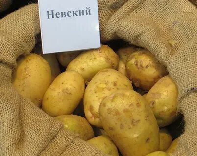Картошка нп
