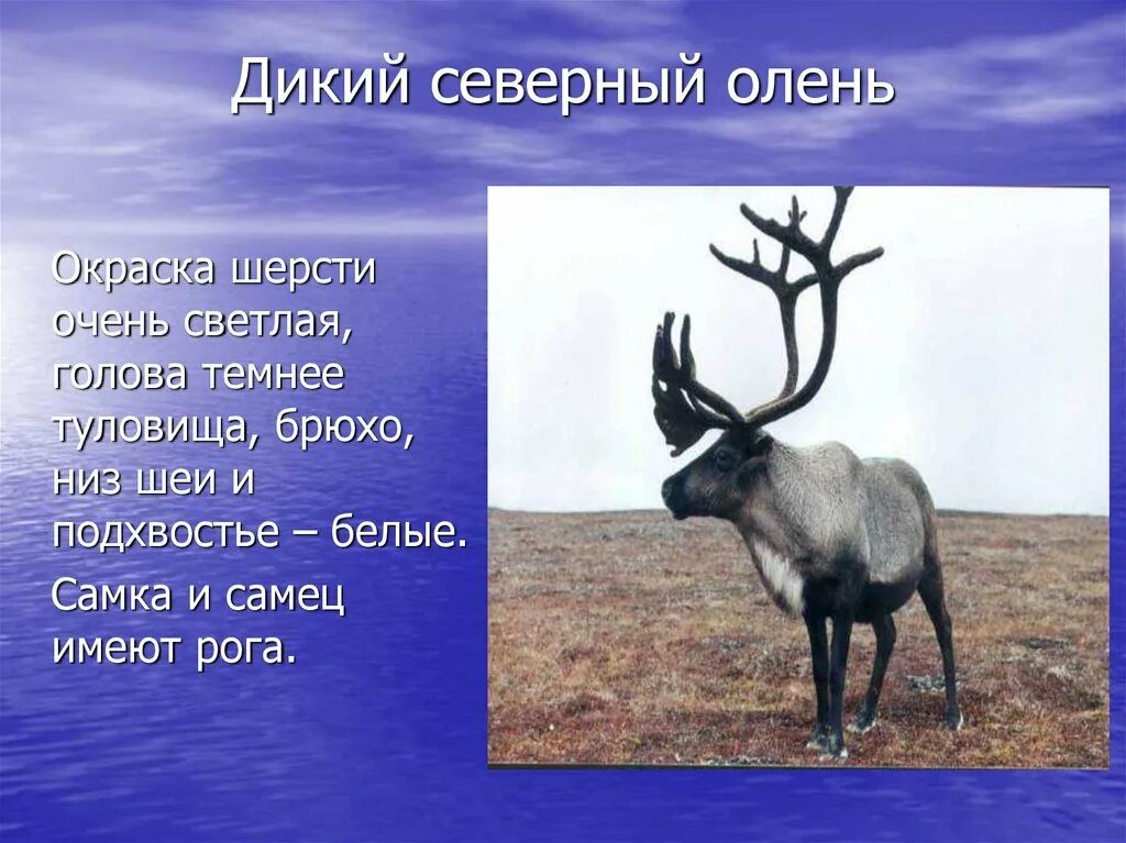Северный олень внесен в красную книгу. Северный олень красная книга республики коми. дикий северный олень. животные красной книги коми. животные из красной книги республики коми.