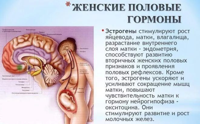 Образование женских половых гормонов. Окситоцин влияние на матку. Влияние половых гормонов. Женский гормон эстроген. Эстрогены стимулируют