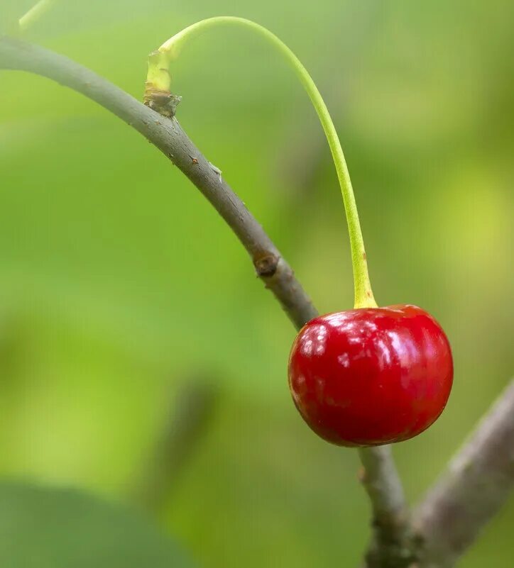 Вишня обыкновенная харитоновская. Вишня ягода. Жизнь вишни. Жизнь вишни. Сорт вишни призвание.