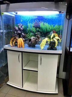 Аквариум курск