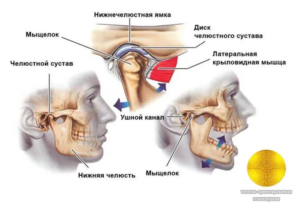 Сильнейшая боль нижней челюсти. Суставной мыщелок ВНЧС. Височно-нижнечелюстной сустав сустав анатомия строение. Границы височно нижнечелюстного сустава. Височно-нижнечелюстной сустав анатомия дисфункция.