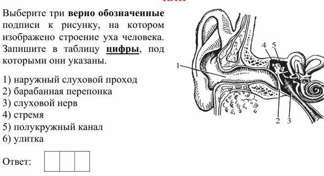 Строение уха человека ЕГЭ биология. Строение уха схема ЕГЭ. Строение уха человека схема с описанием ЕГЭ. Строение уха человека анатомия рисунок с подписями. Тест орган слуха 8 класс