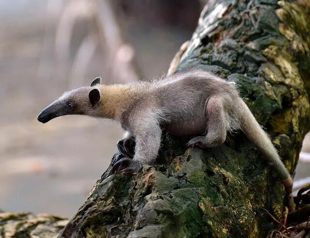 Pin on Amazing Facts and Nature