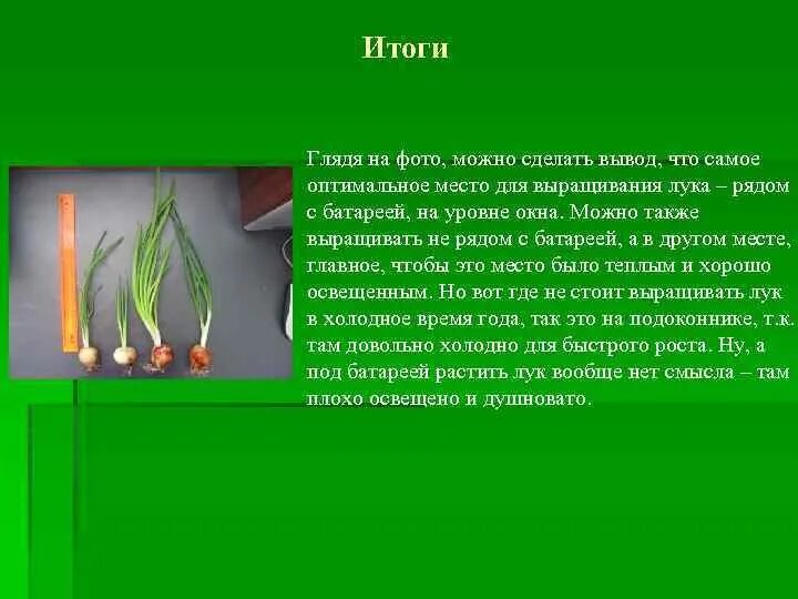 Опыт с луковицей по биологии. Наблюдение за луком вывод. Опыт с луком. Эксперимент с луковицей по биологии. Лук с водой лук без воды