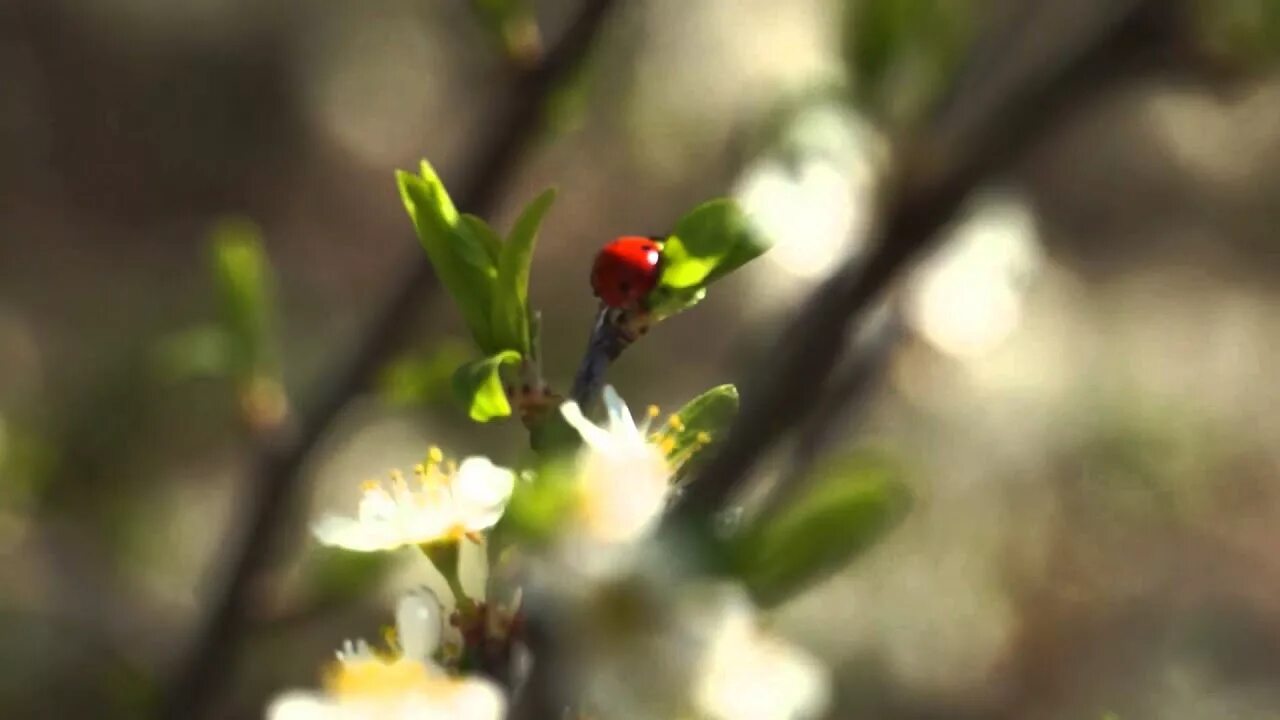 Видео пробуждение природы весной. “Пробуждение весны” Ведекинда. Пробуждение природы весной. Природа пробуждается весной.