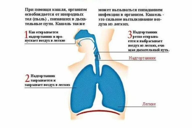 Почему икаешь и что делать. Приступ икоты. Икота икота. Часто икаю. Икота причины у взрослых.