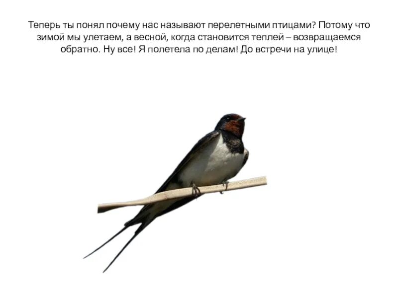 Почему птиц назвали подорожниками. Презентация перелетные птицы весной. почему мы рады возвращению птиц. почему мы рады возвращению птиц весной. а почему стали возвращаться птицы весной.