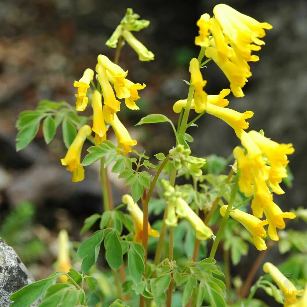 Хохлатка первоцвет. Хохлатка пионолистная. Хохлатка (corydalis). Хохлатка благородная. Хохлатка лютеа.