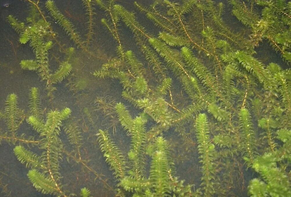 Почему водоросли растут в воде. Элодея густолиственная. Элодея аквариумное растение. Элодея канадская. Элодея канадская аквариумное растение.
