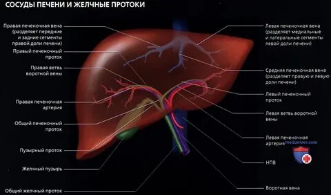 Узи вен печени