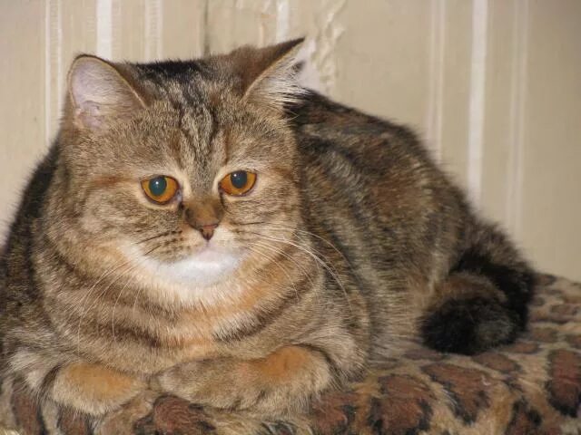 Шотландский вислоухий кот вес. Ищу для вязки. Британец прямоухий кот мраморный. Ищу котика для вязки. Британская вислоухая кошка серая.