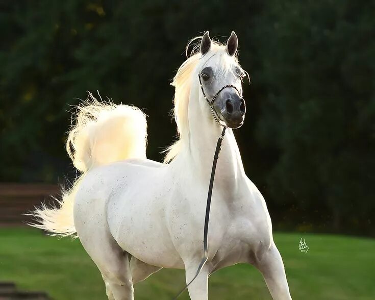 Чистокровная арабская лошадь 5. Арабская лошадь. Арабская лошадь белая. Арабески лошадь. Арабеск порода лошади.
