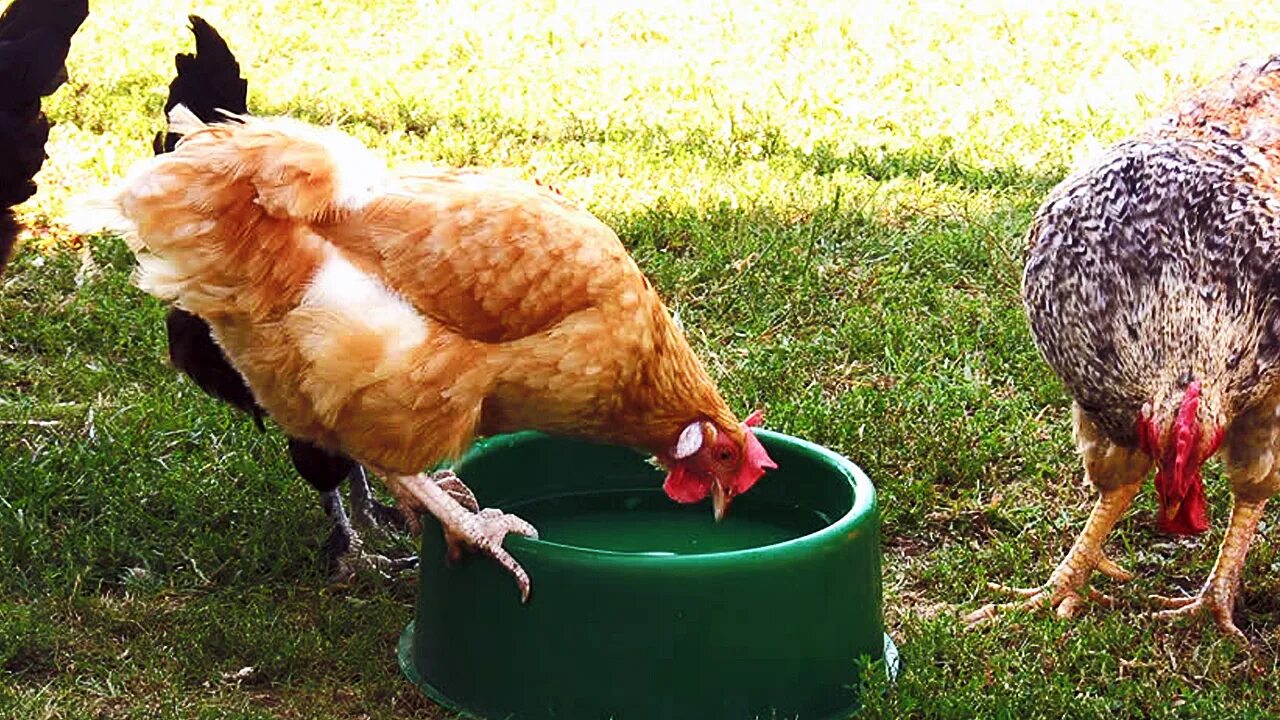 Курица можно сесть. Курица клюет. Курица пьет воду. Куры пьют. Курица пьет.