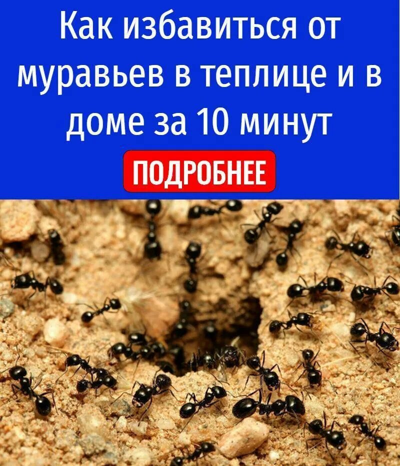 Как вывести муравьев из дома в домашних. От муравьев в теплице. От муравьёв в теплице. От муравьев в парнике. Средство от муравьёв в теплицах.