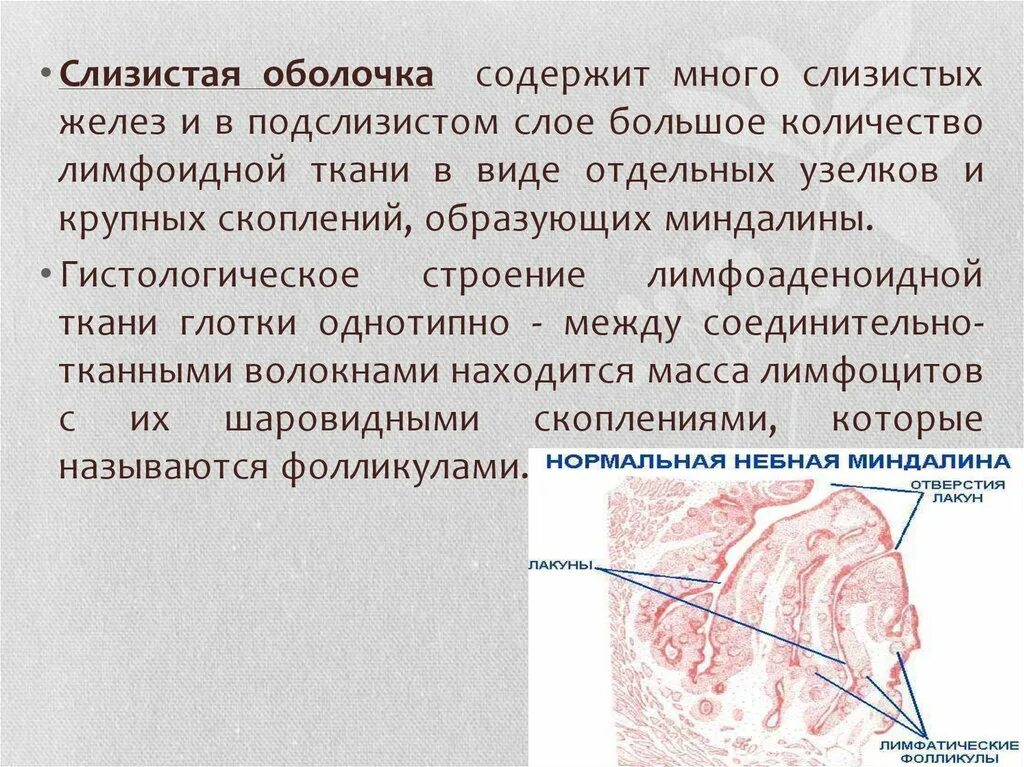 Свойства слизистых оболочек. Слизистая оболочка ротоглотки. Небная миндалина гистология. Слизистая оболочка миндалины гистология. Глотка гистология строение.