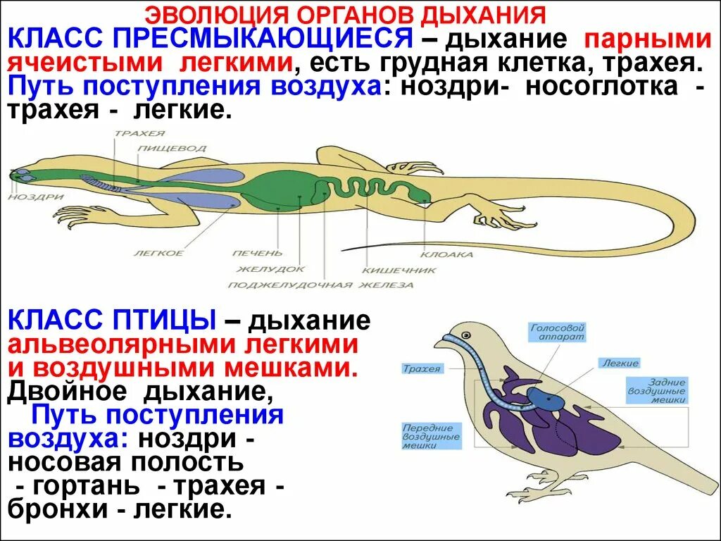 Признак усложнения птиц по сравнению с пресмыкающимися. Дыхательная система пресмыкающихся 7 класс биология. Эволюционные преобразования дыхательной системы млекопитающих. Строение дыхательных путей рептилий. Пресмыкающиеся строение дыхательной системы.