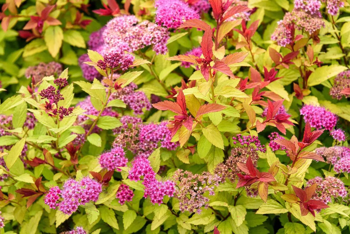 Спирея японская (Spiraea japonica). Спирея Норвежская Грефшайн. Спирея Норвежская. Спирея японская Goldflame.