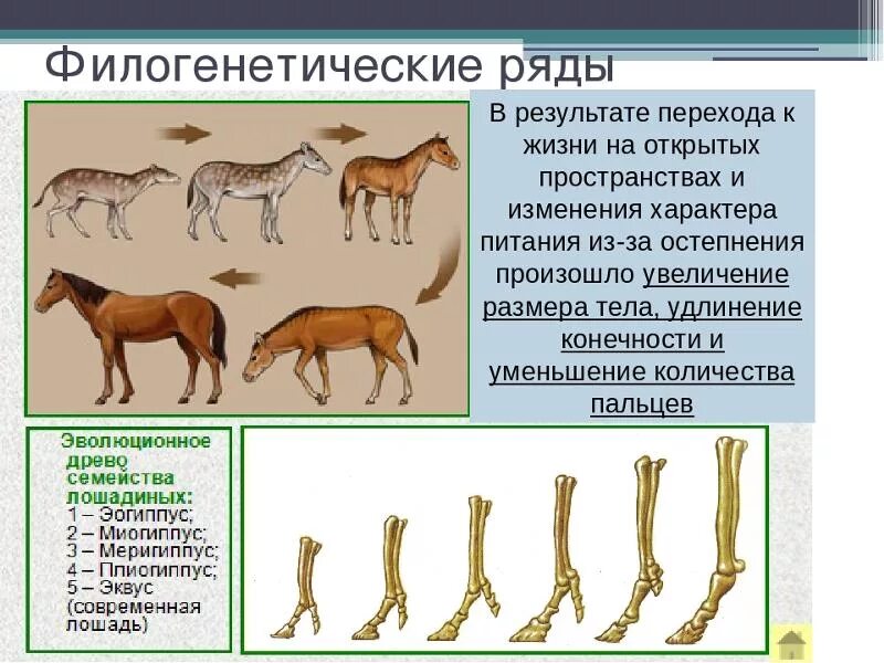 Филогенитический доказательства эволюции. Филогенетический ряд лошади доказательства эволюции. Палеонтологические доказательства эволюции лошадь. Палеонтологические доказательства эволюции филогенетические ряды.