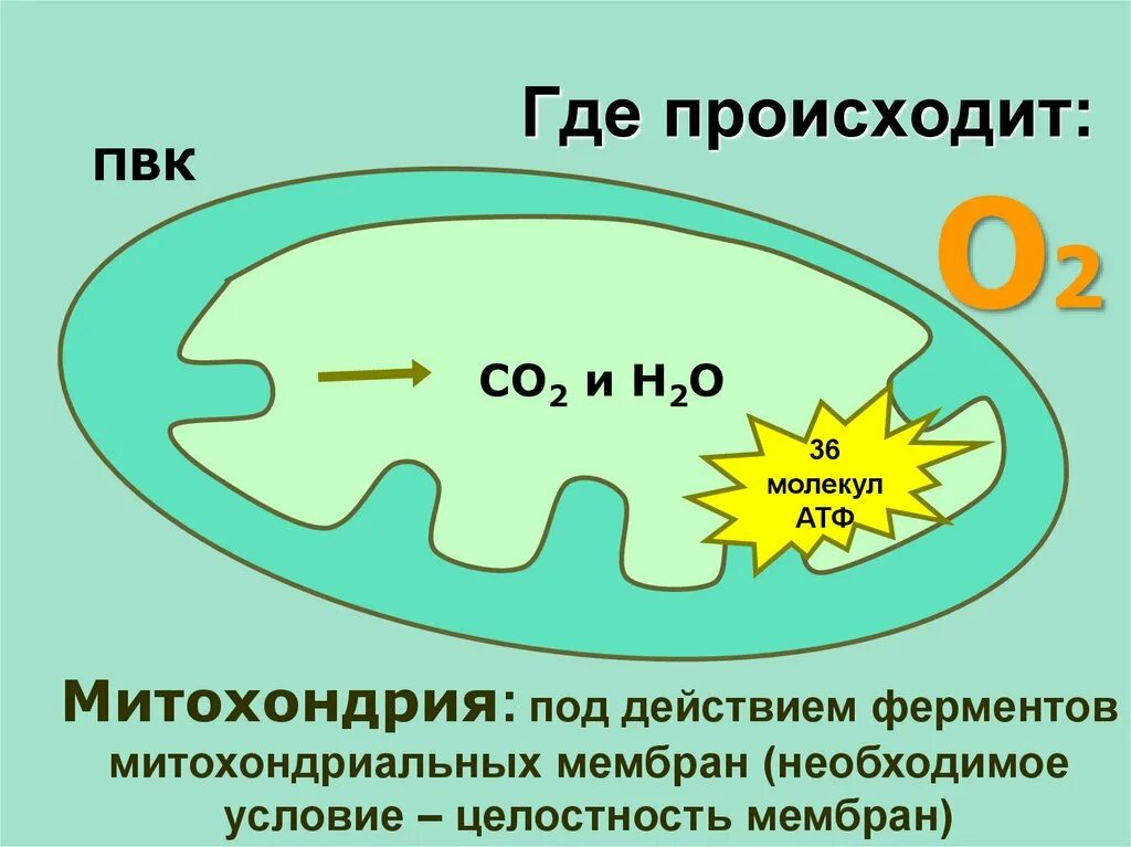 Откуда берется энергия атф. Синтез АТФ В митохондрии клетки схема. Митохондрии процесс Синтез АТФ ЕГЭ. АТФ В митохондрии схема. Синтез АТФ В митохондриях.