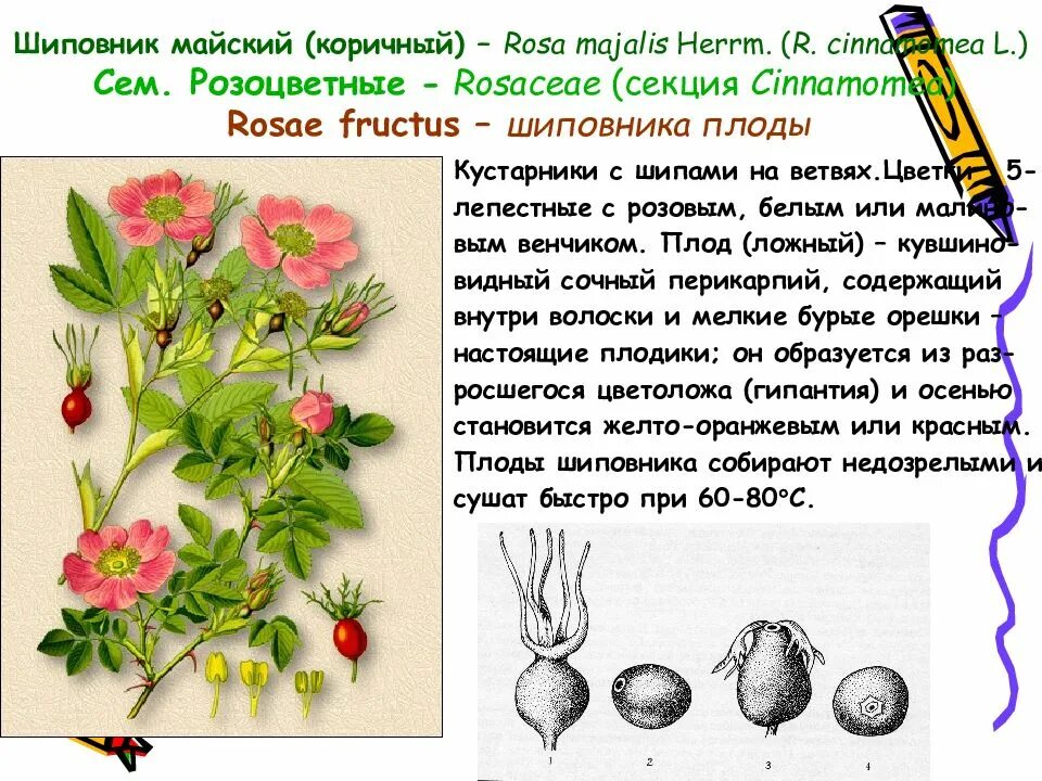 Плоды шиповника коричного. Розоцветные шиповник Майский. Строение плода шиповника коричного. Шиповник Майский (Rosa Majalis Herrm.).