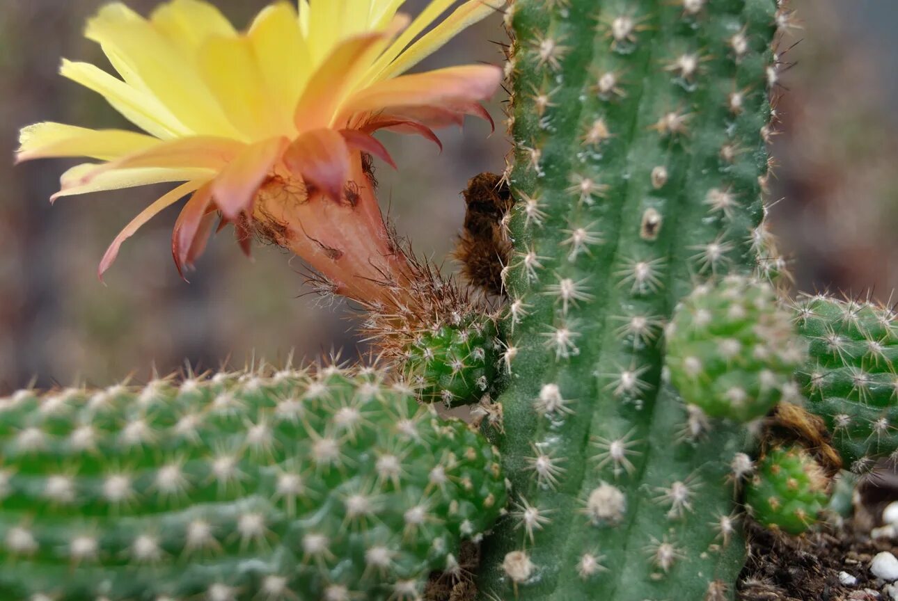 Echinopsis chionantha. цветение кактуса в домашних условиях. маммиллярия альбата. кактус эхинопсис розовый. маммиллярия вильда.
