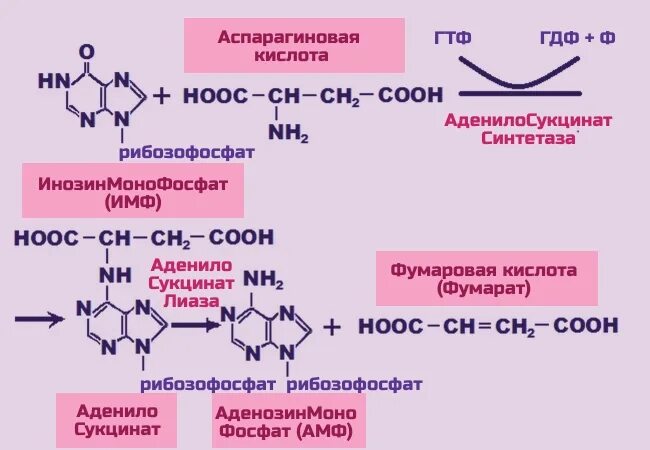 Аспарагиновая кислота для мужчин. Синтез аспарагина из аспарагиновой кислоты. Аспарагин кислота формула. Аспарагиновая кислота PH раствора кислоты. Образование аспарагиновой кислоты из фумарата.