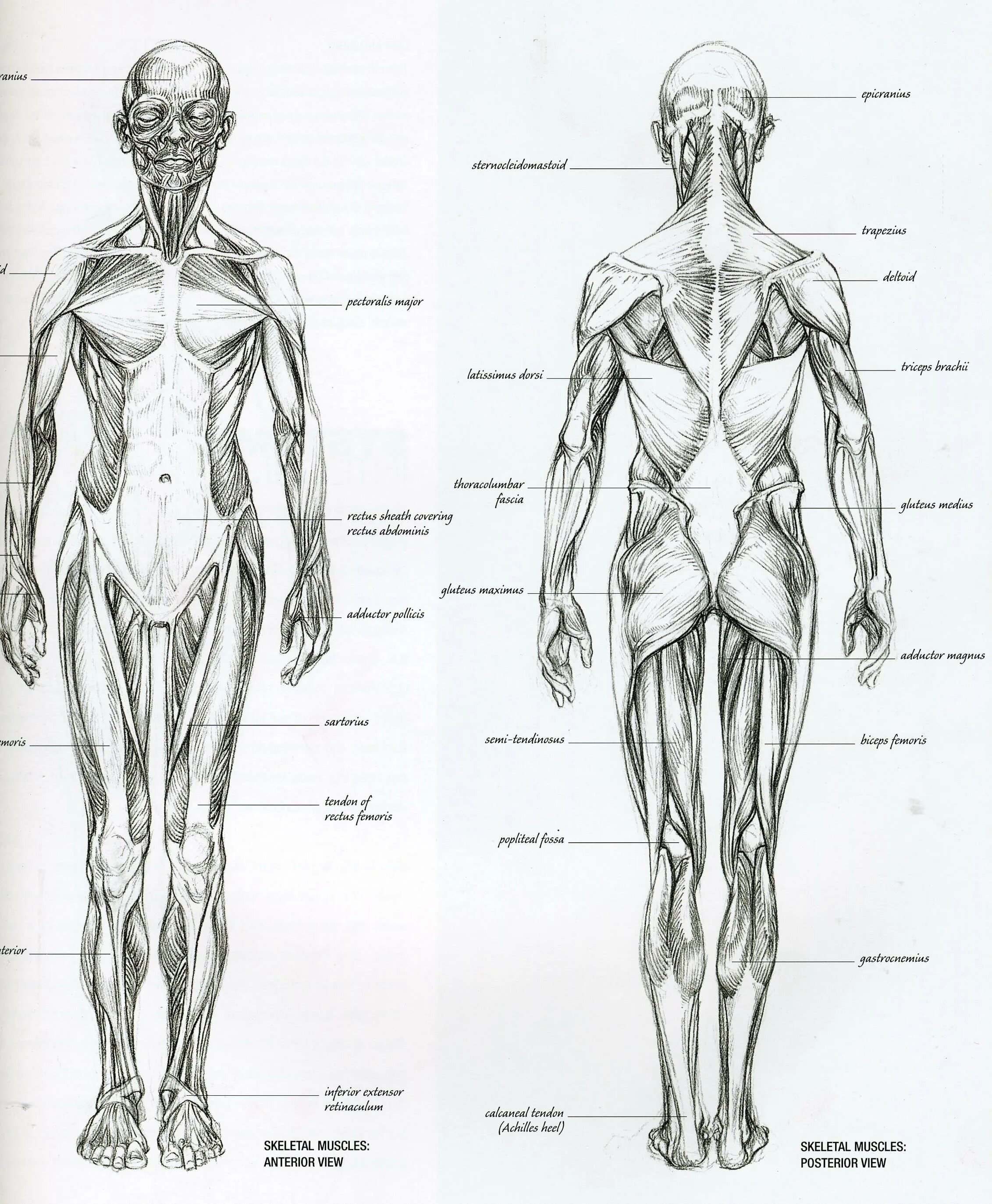 Анатомия человека мышцы женского тела. Мышцы туловища анатомия рисунок с подписями. Анатомия человека в полный рост для художников. Анатомическое строение человека мышцы и кости.