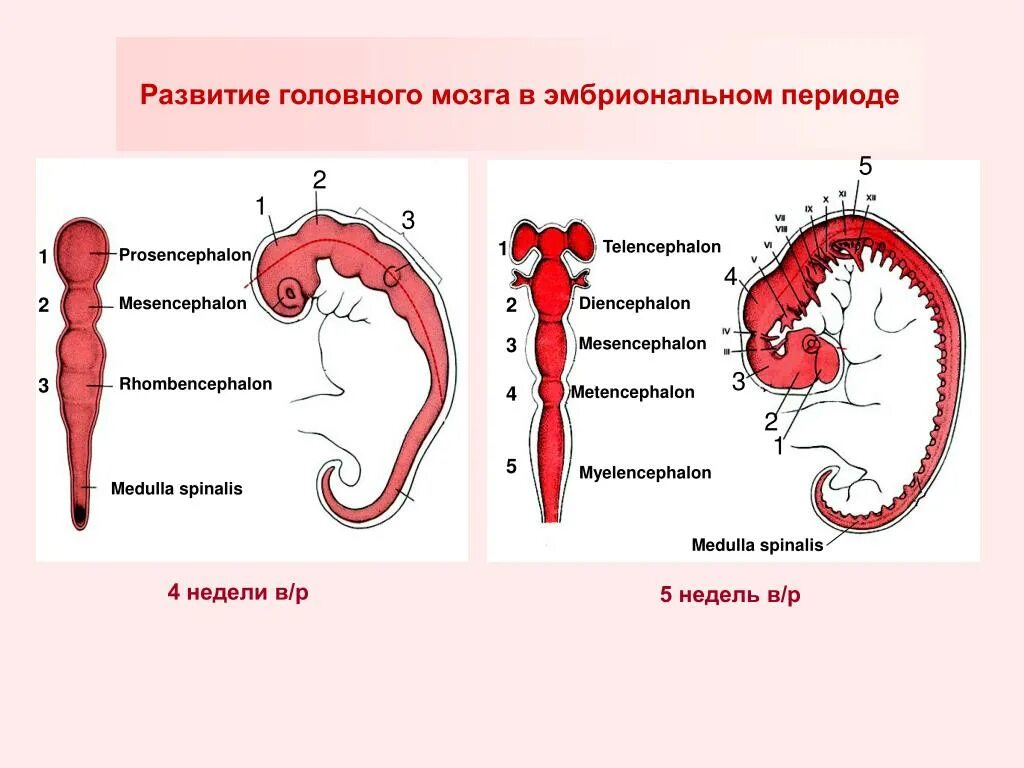 Направления эволюции головного мозга. Развитие головного мозга. Эмбриональное развитие головного мозга человека. Особенности эмбрионального развития головного мозга. Особенности эмбрионального развития головного мозга человека доклад.