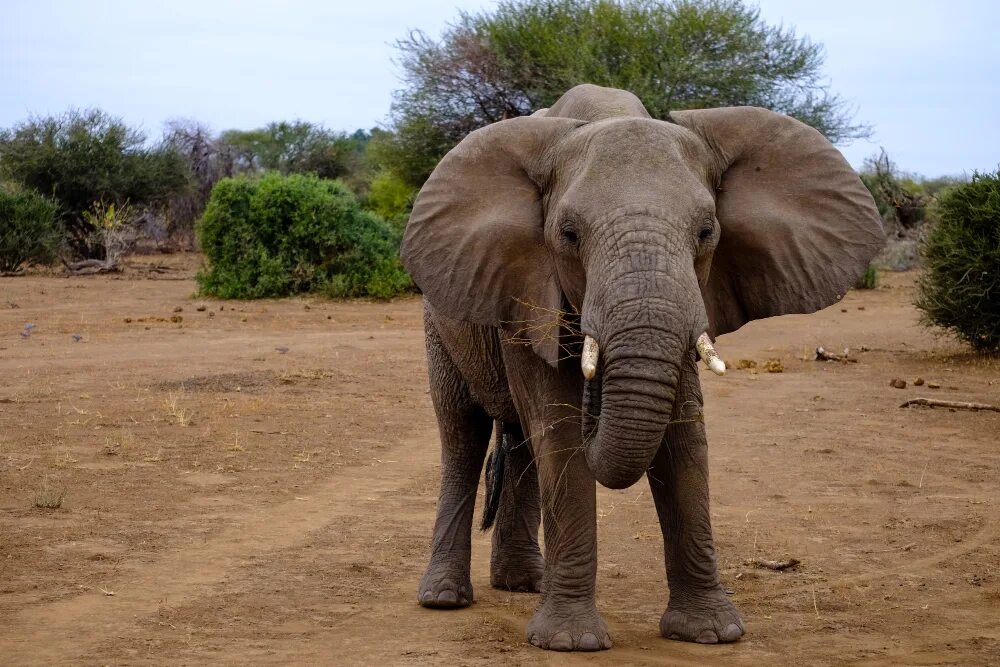 Живой слон. Слон милый. Слоны единственные животные. Исчезновение живого слона. Two elephants