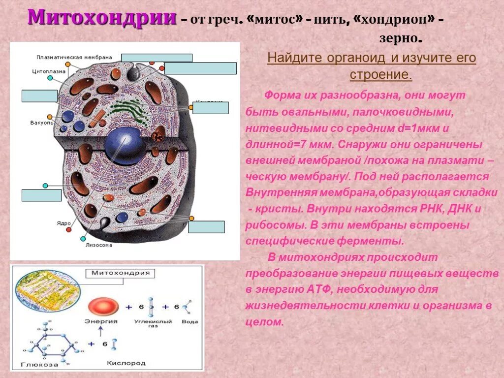 Какова функция органоидов. Органоиды клетки 9 класс биология. Клетка, органоиды клетки, ядро. Цитология функции органоидов клетки. Строение органоидов клетки.