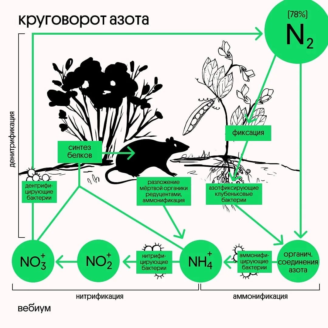 Круговорот азота Вебиум. Схема фиксации азота. Цикл азотфиксирующих бактерий. Биологическая фиксация азота.