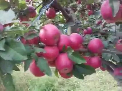 Яблони видео