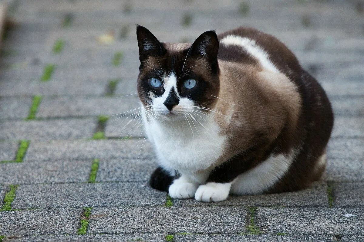 Рассмотрите фотографию кошки породы сноу шу. Сиамский Сноу-Шу. Порода Сноу Шу. Сноу-Шу котята. Порода котов Сноу Шу.