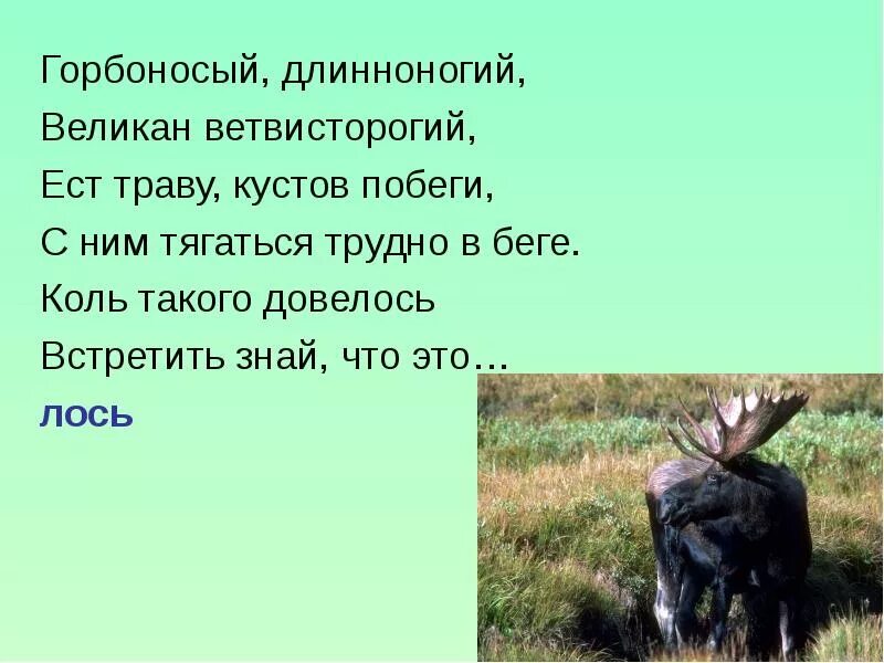 Горбоносый Длинноногий великан ветвисторогий ест траву. Загадка про лося. Стих про лося для детей. Загадка про лося для дошкольников.