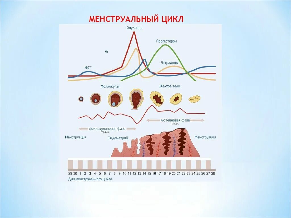 Эндометрий менструационного цикла. Эндометрий 1 фазы менструального цикла. Секреторная фаза менструационного. Эндометрий поздней стадии фазы секреции менструального цикла. Фазы овариально менструационного цикла.