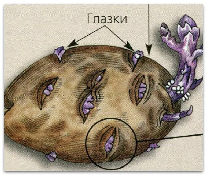 Почки в глазках картофеля. Глазки клубня картофеля. Клубень картофеля глазки почки. Глазки картофеля под лупой. Почки в глазках картофеля под лупой.