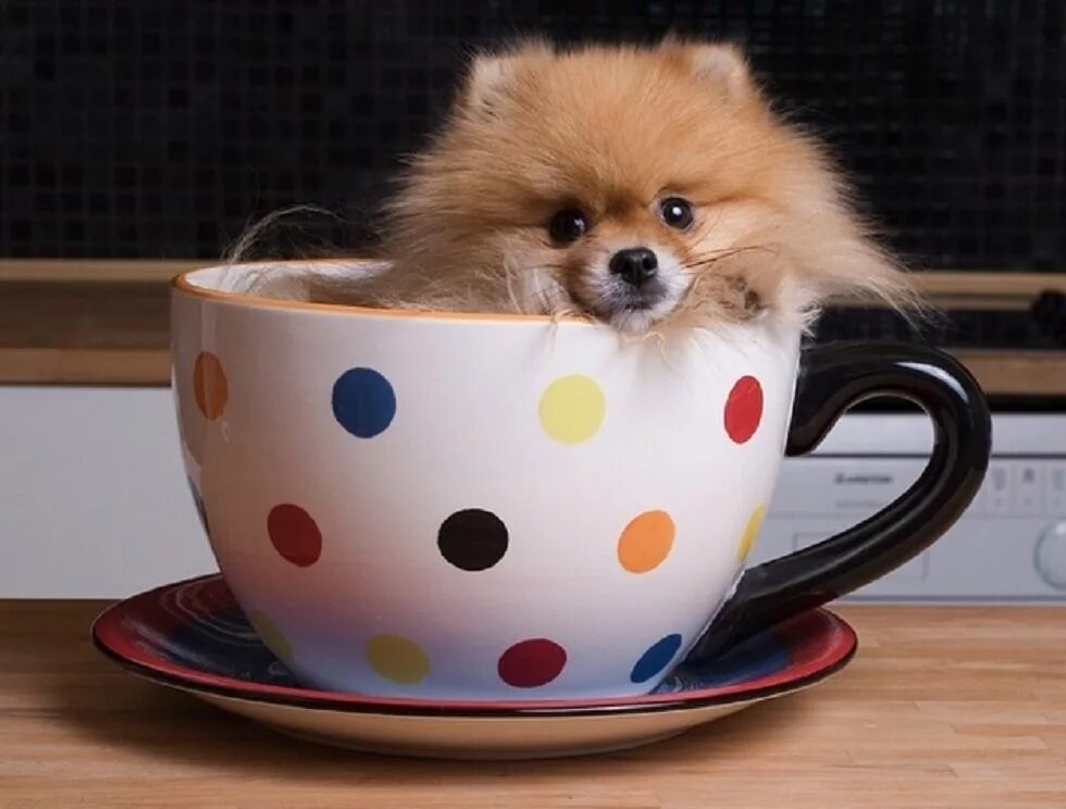 Dogs cup. Померанский шпиц Teacup.. Шпиц в чашке. Собачка в чашке. Собака в кружке.